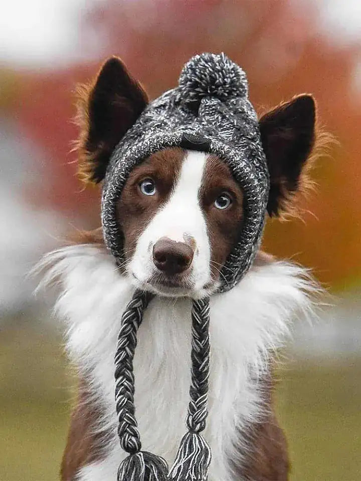 Canine Cap Companion My Store