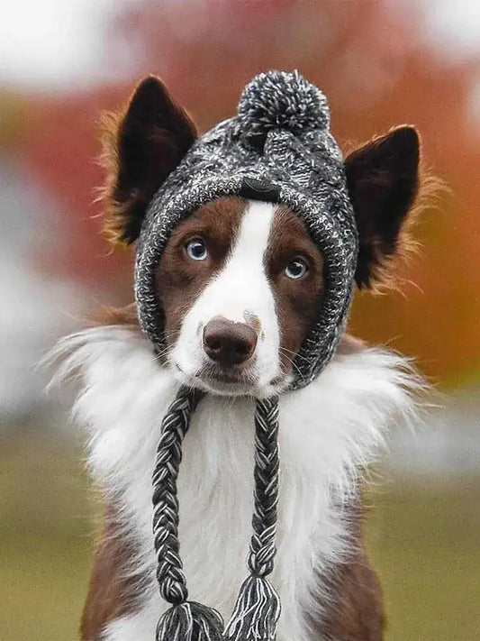 Canine Cap Companion My Store